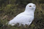 a white snowy owl